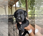 Small #3 Labrador Retriever