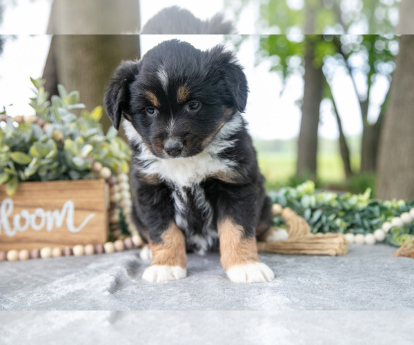 Medium Photo #7 Miniature American Shepherd Puppy For Sale in CHRISTIANA, PA, USA