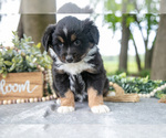 Small #2 Miniature American Shepherd
