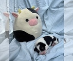 Small Photo #22 Cavapoo Puppy For Sale in PENSACOLA, FL, USA