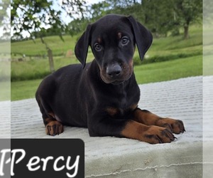 Doberman Pinscher Puppy for sale in POMEROY, OH, USA