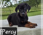 Image preview for Ad Listing. Nickname: Percy