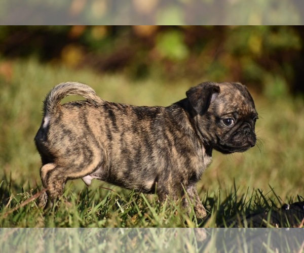 Medium Photo #5 Pug Puppy For Sale in PALM COAST, FL, USA