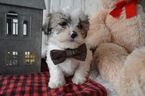 Small Photo #5 Mal-Shi Puppy For Sale in HONEY BROOK, PA, USA