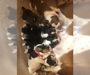 Basset Hound Puppy for sale in HOUSTON, PA, USA