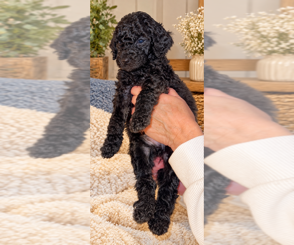 Medium Photo #7 Double Doodle Puppy For Sale in COOS BAY, OR, USA