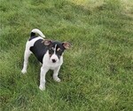 Puppy Monty Rat Terrier