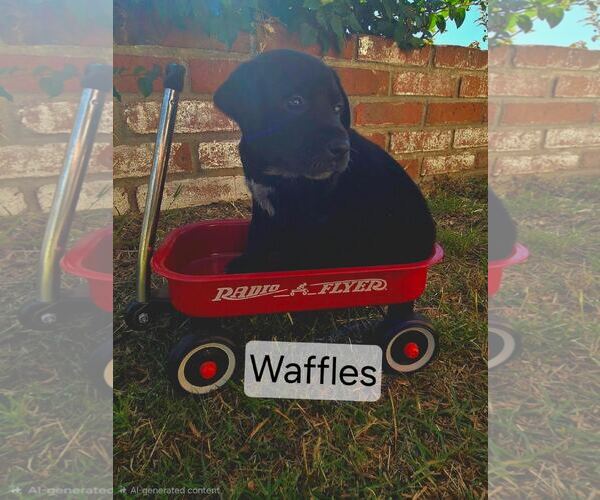 Medium Photo #2 Labrador Retriever-Unknown Mix Puppy For Sale in San Diego, CA, USA