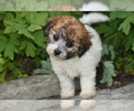 Image preview for Ad Listing. Nickname: Polly