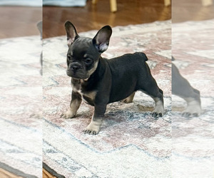 Medium French Bulldog