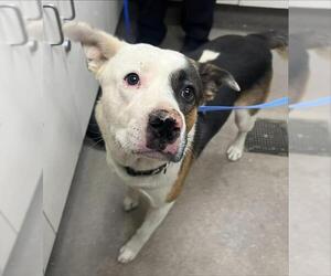 Mutt Dogs for adoption in HESPERIA, CA, USA