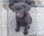 Small Photo #21 Labrador Retriever Puppy For Sale in BENTS FORT, CO, USA