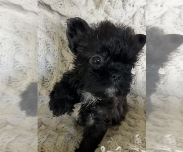 Medium Photo #13 French Bulldog Puppy For Sale in DENTON, MD, USA