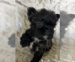 Small #12 French Bulldog