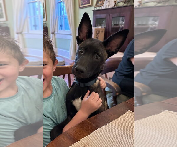 Medium Photo #4 Catahoula Leopard Dog-Unknown Mix Puppy For Sale in Stevens Point, WI, USA