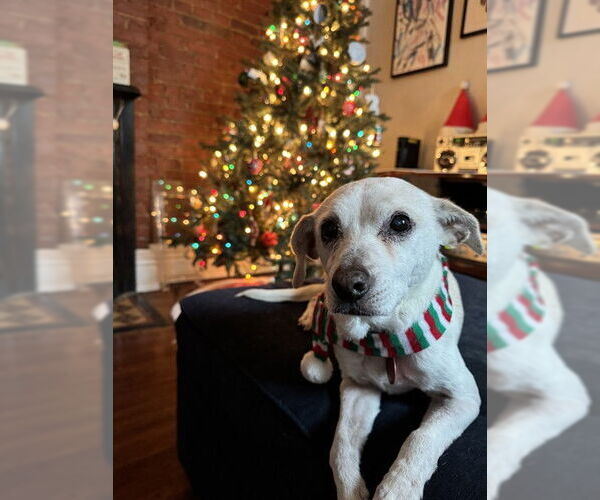 Medium Photo #2 Beagle-Unknown Mix Puppy For Sale in Louisville, KY, USA