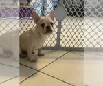 Small #2 French Bulldog