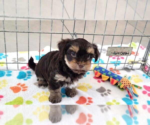 Medium Photo #3 Havashire Puppy For Sale in ORO VALLEY, AZ, USA