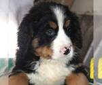 Small Photo #2 Bernese Mountain Dog Puppy For Sale in BROOKVILLE, OH, USA
