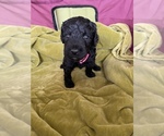 Small Photo #31 Poodle (Standard) Puppy For Sale in LEXINGTON, SC, USA