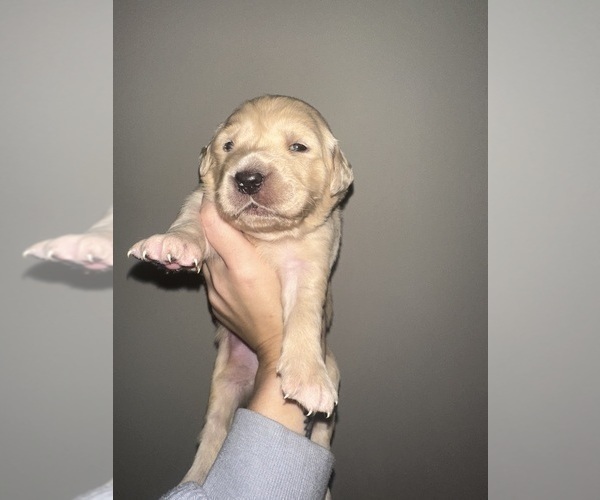 Medium Photo #23 Golden Retriever Puppy For Sale in CONCORD, VA, USA