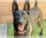Small #1 Dutch Shepherd  Mix