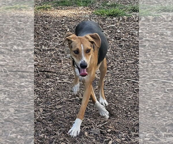 Medium Photo #2 Beagle-Unknown Mix Puppy For Sale in Bloomingdale, NJ, USA
