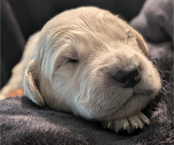 Medium Photo #33 Golden Retriever Puppy For Sale in MODESTO, CA, USA