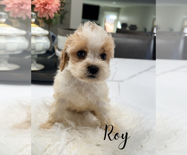 Medium Photo #3 Cavapoo (Miniature) Puppy For Sale in ADDISON, IL, USA