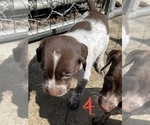 Small Photo #1 German Shorthaired Pointer Puppy For Sale in PINCONNING, MI, USA
