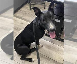 Australian Shepherd-Unknown Mix Dogs for adoption in Redlands, CA, USA