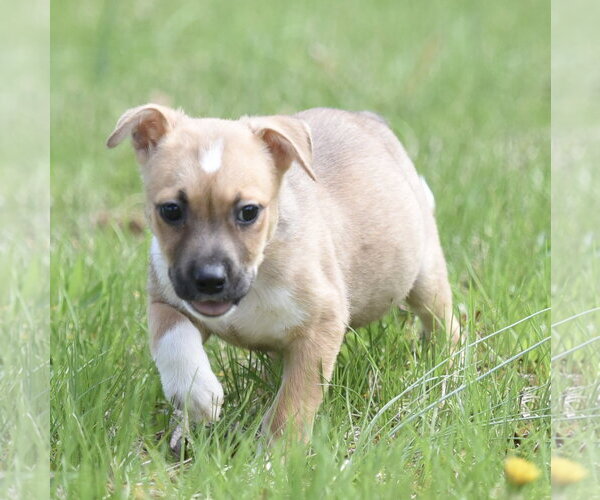 Medium Photo #2 Chihuahua-Unknown Mix Puppy For Sale in Mechanicsburg, PA, USA