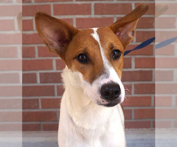 Medium Photo #3 Mutt Puppy For Sale in Carrollton, TX, USA
