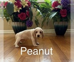 Puppy Peanut Beagle