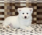 Small #1 Pomsky