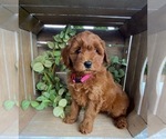 Puppy 5 Doodle-Poodle (Toy) Mix