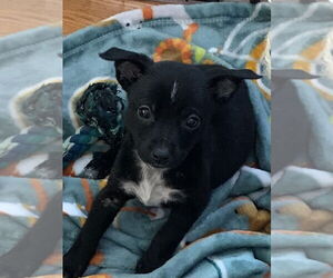 Labrador Retriever-Unknown Mix Dogs for adoption in Hillsboro, MO, USA