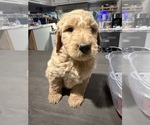 Puppy Green Collar Goldendoodle