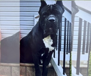 Father of the Cane Corso puppies born on 06/03/2025