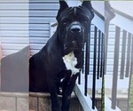 Small Photo #1 Cane Corso Puppy For Sale in QUARRYVILLE, PA, USA