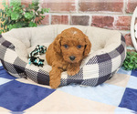 Small Photo #9 Cavapoo (Miniature) Puppy For Sale in SYRACUSE, IN, USA