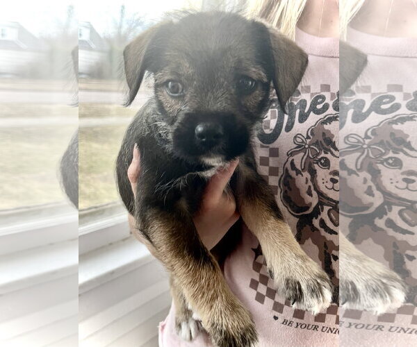 Medium Photo #1 French Bulldog-Unknown Mix Puppy For Sale in Estherville, IA, USA