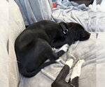 Small #1 Labrador Retriever Mix