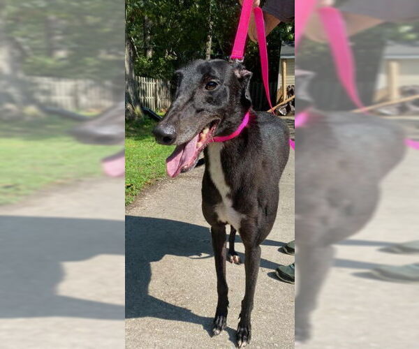 Medium Photo #2 Greyhound Puppy For Sale in Cherry Hill, NJ, USA