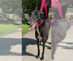 Small #1 Greyhound