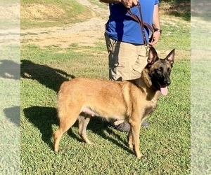 Mother of the Malinois puppies born on 06/27/2021