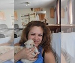 Small Photo #1 Pomeranian Puppy For Sale in CHEYENNE, WY, USA
