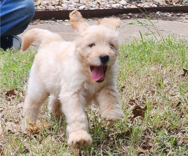 Medium Photo #4 Goldendoodle Puppy For Sale in WACO, TX, USA