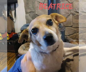 Beagle-Unknown Mix Dogs for adoption in Hinton, WV, USA