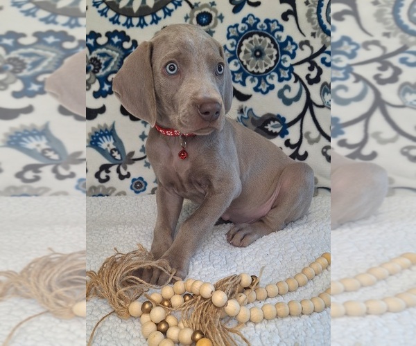 Medium Photo #2 Weimaraner Puppy For Sale in LEWISBURG, KY, USA